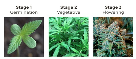 How to Detect, Prevent and Eliminate Marijuana Pests and Disease