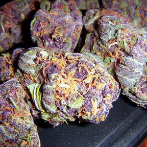 5 WAYS TO TELL IF YOU HAVE TRUE PURPLE CANNABIS