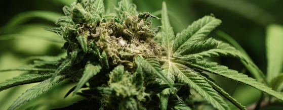How to Detect, Prevent and Eliminate Marijuana Pests and Disease