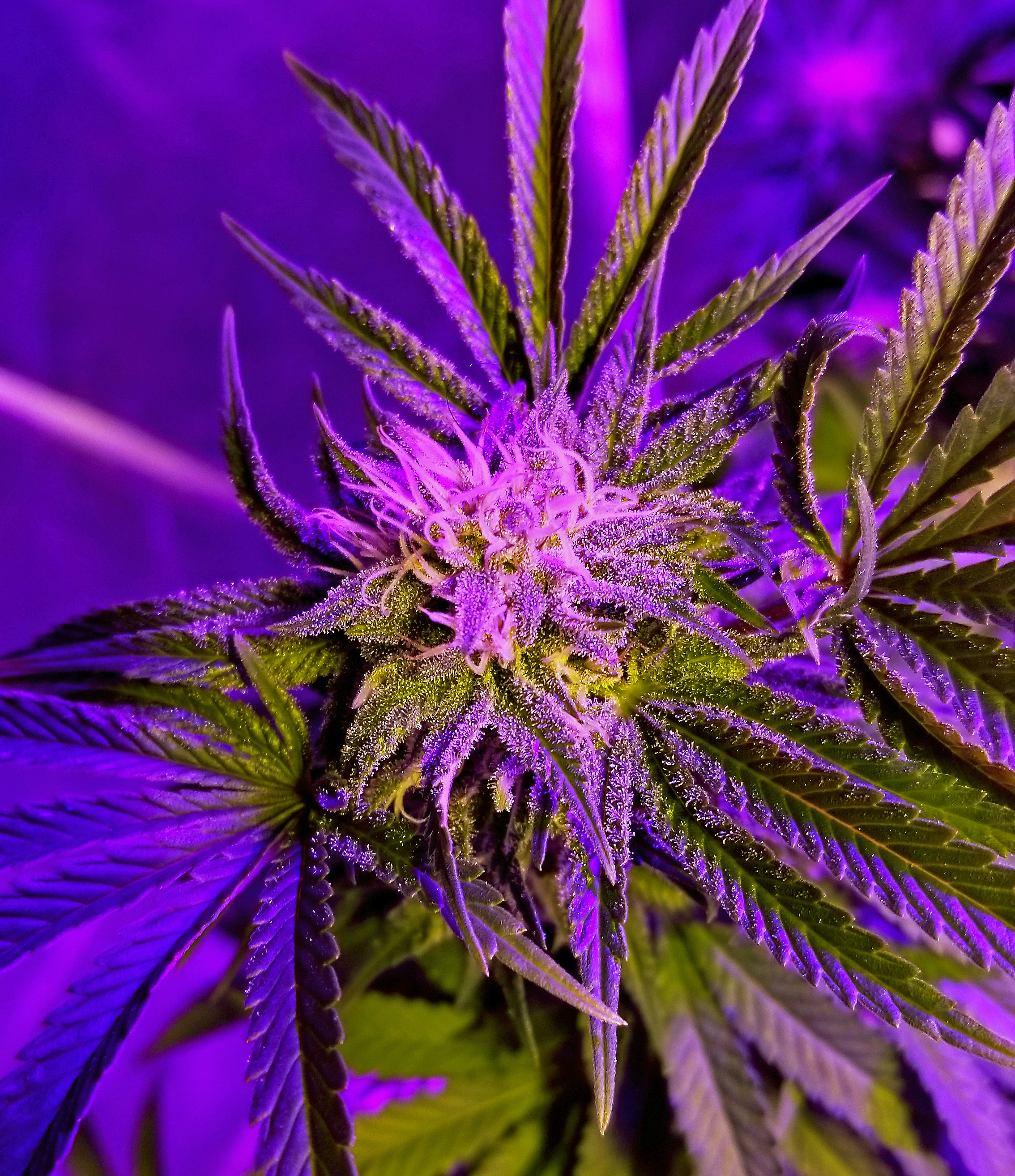 Quick and Easy Indoor Cannabis Growing Tips to Increase Yield and Quality