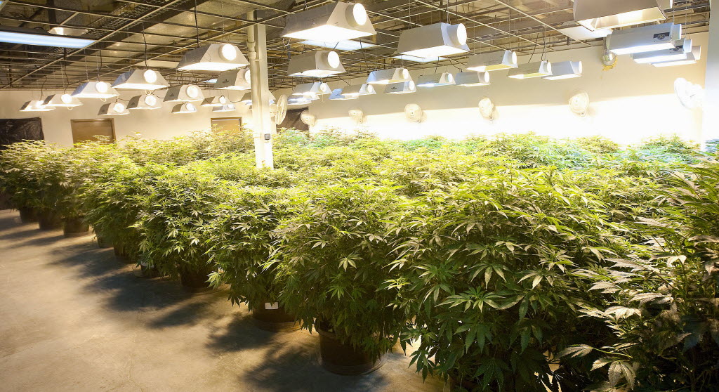 Quick and Easy Indoor Cannabis Growing Tips to Increase Yield and Quality