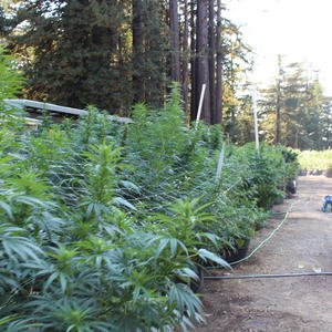 SC FARMS AND ORGANIC CANNABIS FARMING | California Weed Blog