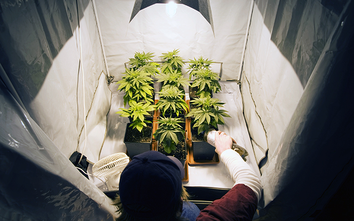 Quick and Easy Indoor Cannabis Growing Tips to Increase Yield and Quality