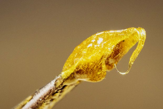 Cannabis 101: Live Rosin vs. Live Resin