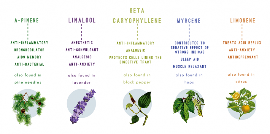 The Entourage Effect: Combining Cannabinoids to Increase Medical Effects