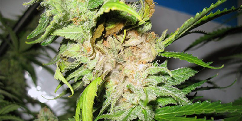 Bud Rot in the Bud: Stop Crop Loss Before it Starts