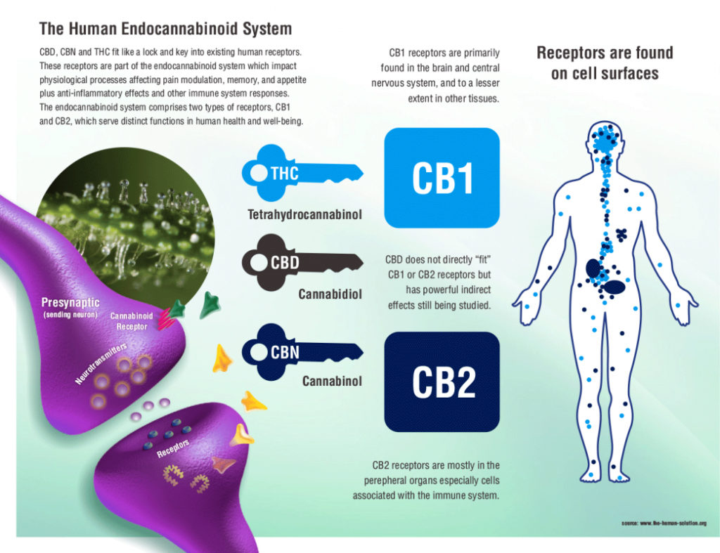 Why Does Cannabis Make Me Paranoid and Anxious?