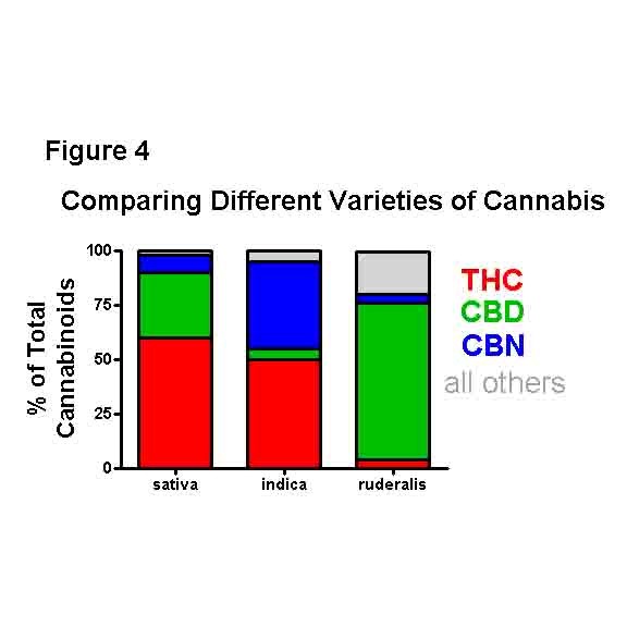 Understanding Cannabis Ruderalis: As Easy as One, Two, Three