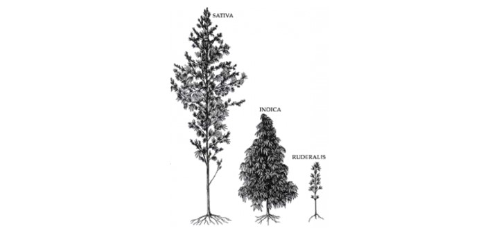 Understanding Cannabis Ruderalis: As Easy as One, Two, Three