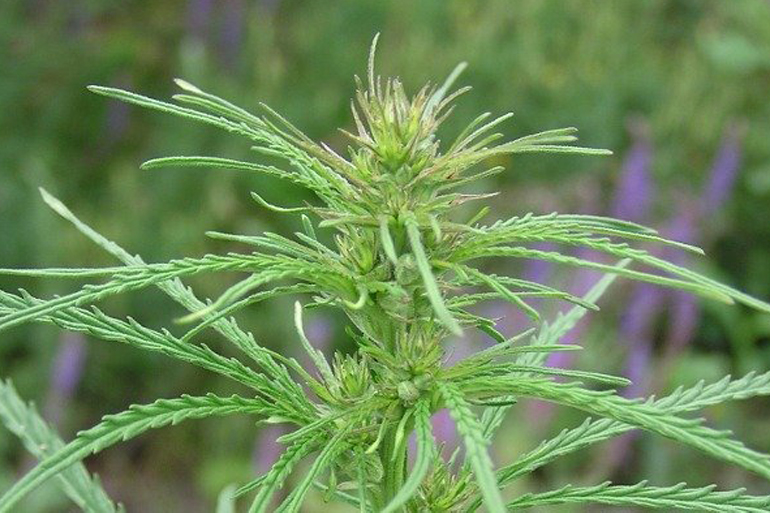 ruderalisfemaleplant California Weed Blog