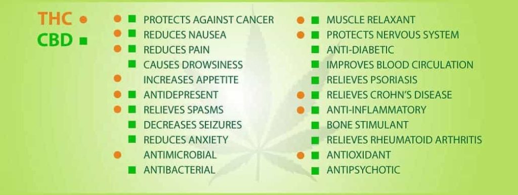 High THC vs High CBD Strain: What are the Differences?