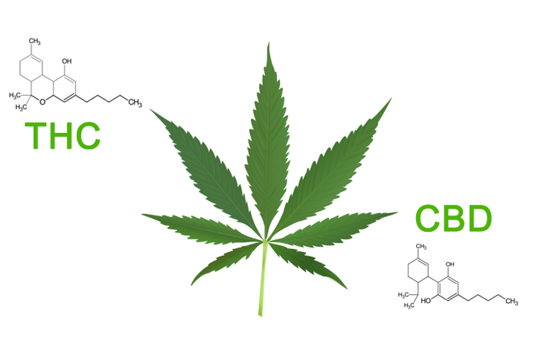 High THC vs High CBD Strain: What are the Differences?