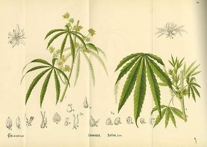 Ancient Europe: The History of Wild Cannabis Dates Back Thousands of Years