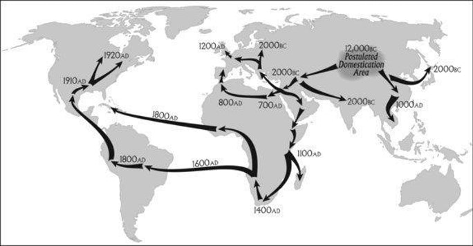 Ancient Europe: The History of Wild Cannabis Dates Back Thousands of Years