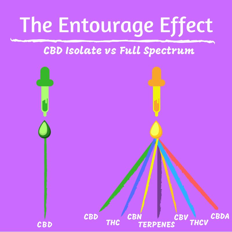 Entourage Effect Infographic