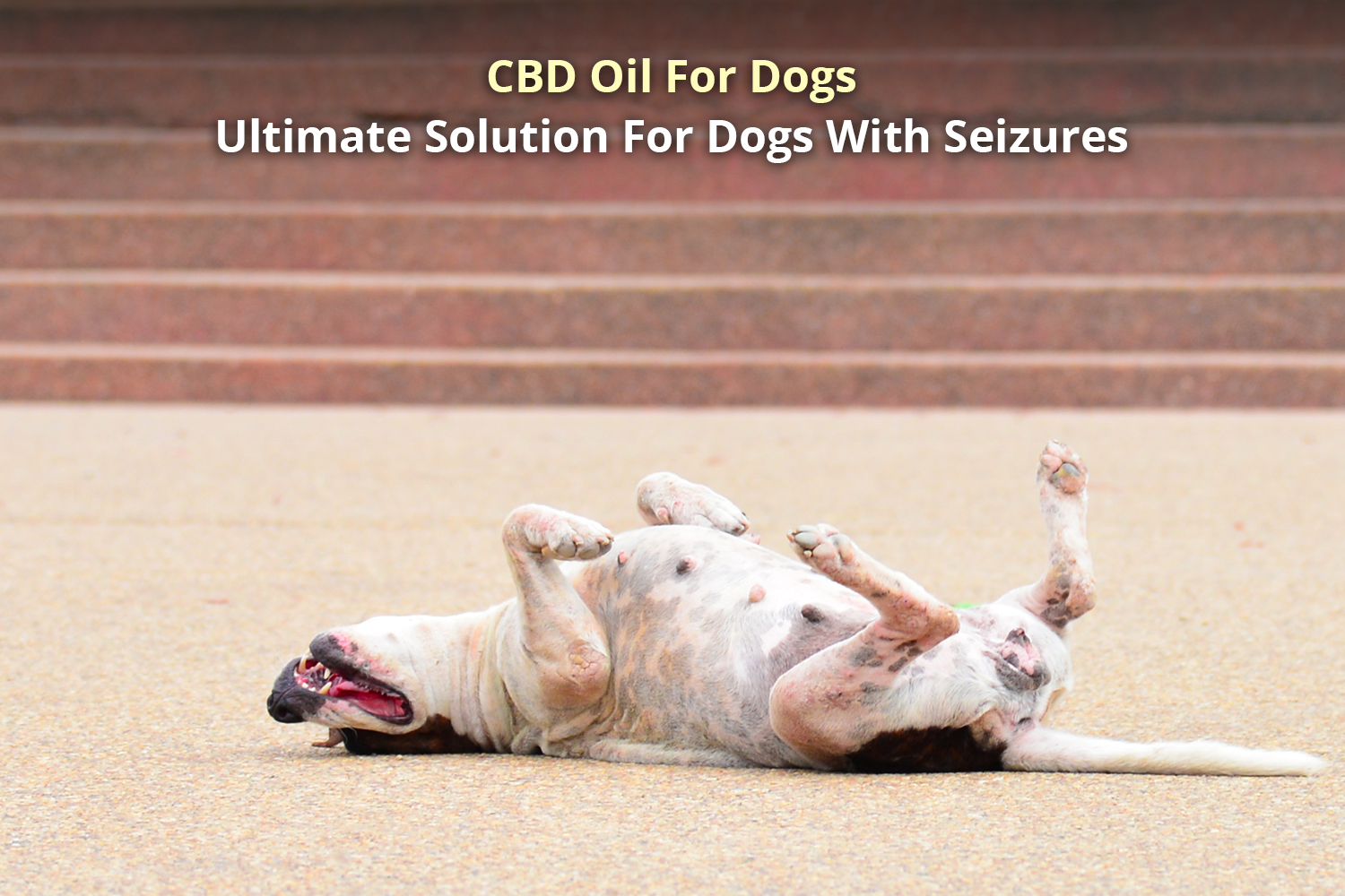 is cbd oil helpful for dog that have seizures