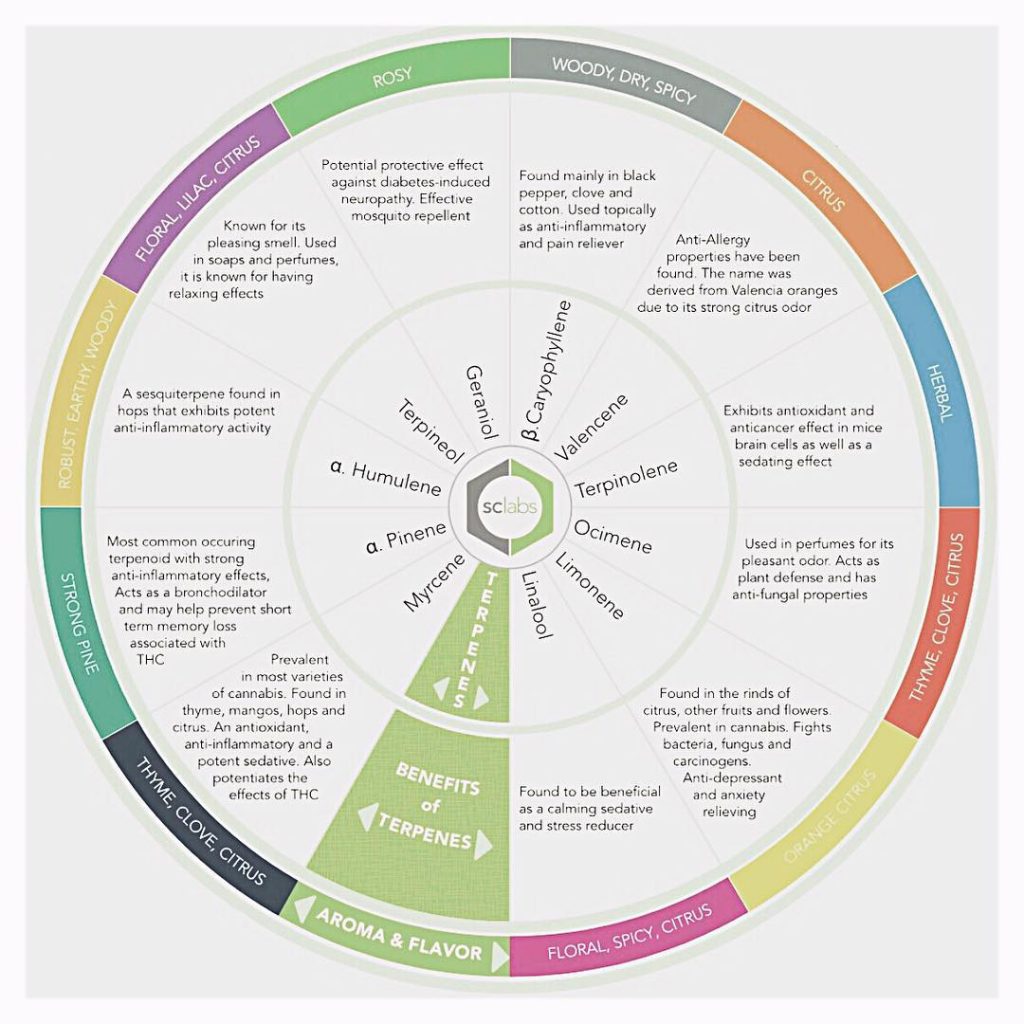 Terpene Flavor wheel