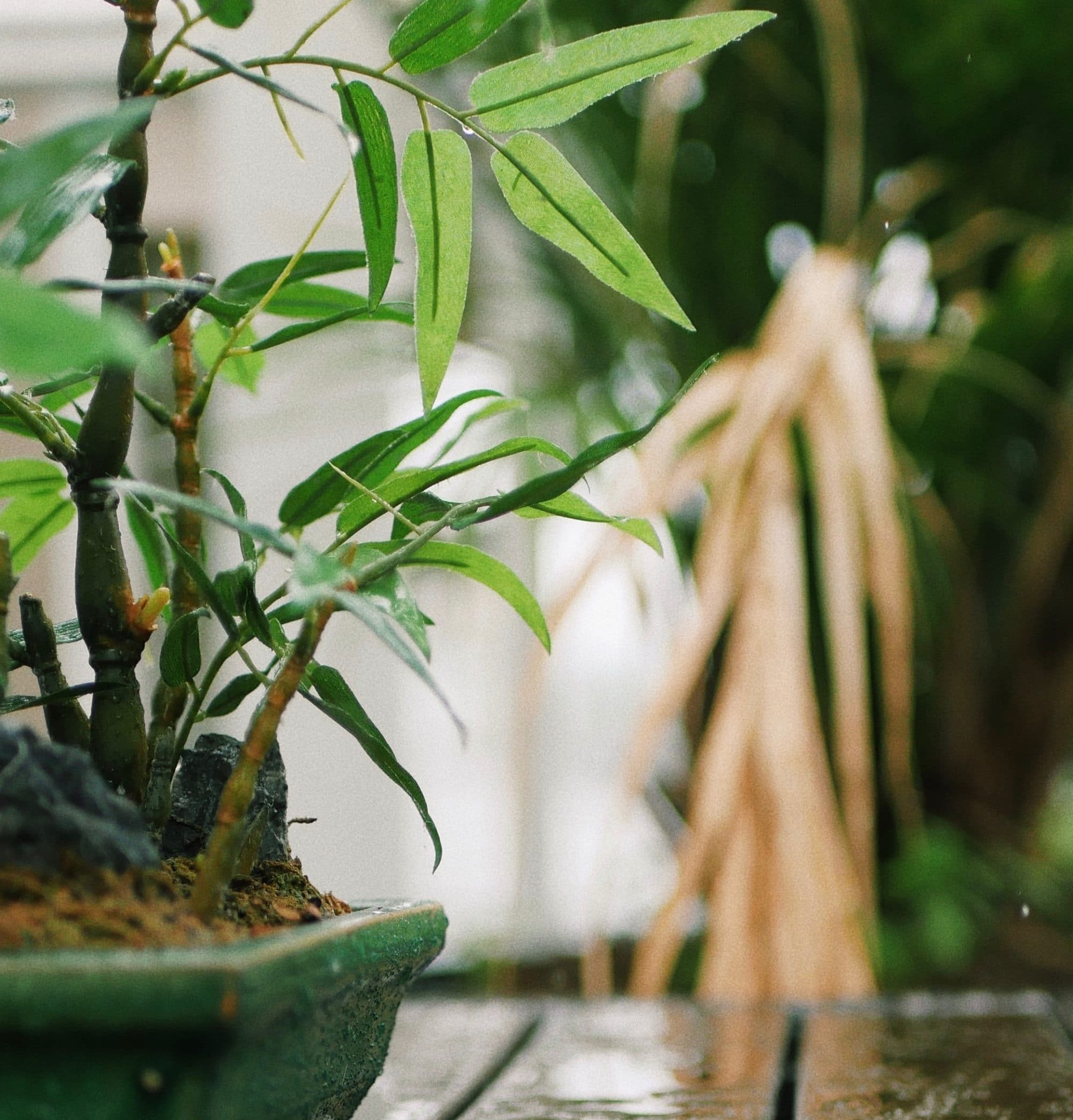 Watered plant