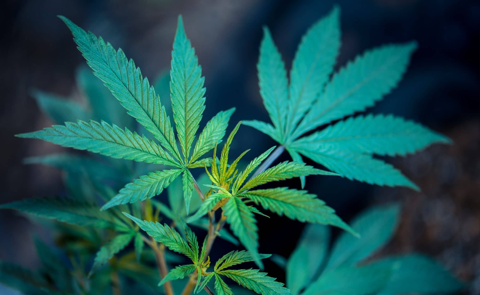 Photo of teen Cannabis plant