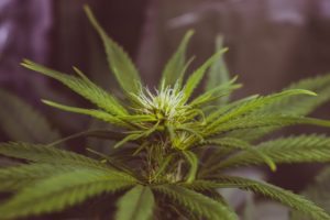 Bloom on a marijuana plant