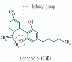 Structure of CBD