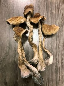 Mushrooms dried