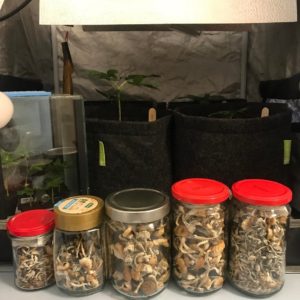 Mushrooms in jars