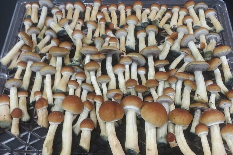 Tray full of mushrooms