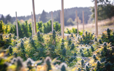 California Cannabis Farms in Crisis As Wholesale Prices Plummet
